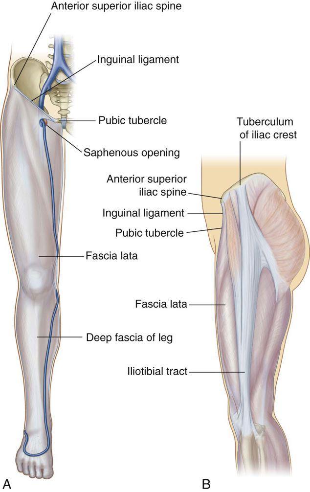 Fascia lata: Is a strong fibrous sheet that surrounds the whole of the thigh like a tight trouser.