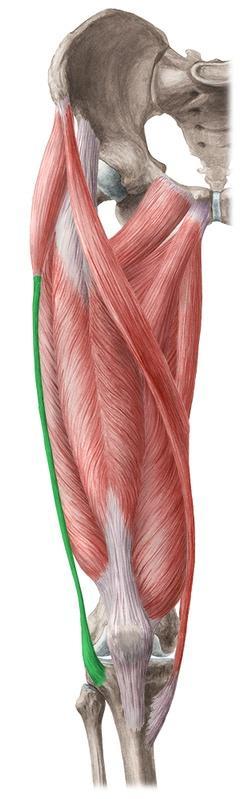 Iliotibial tract Is a strong wide band
