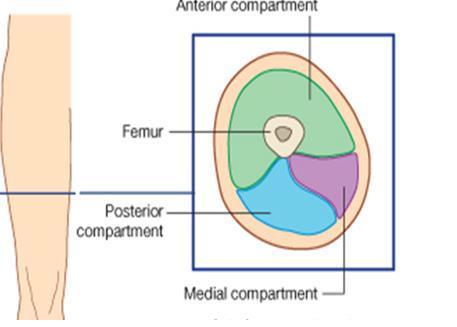 Deep fascia of the thigh (fascia lata) Fascia lata is connected to the linea aspera by three
