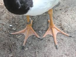 termed pes anserinus (goose foot)