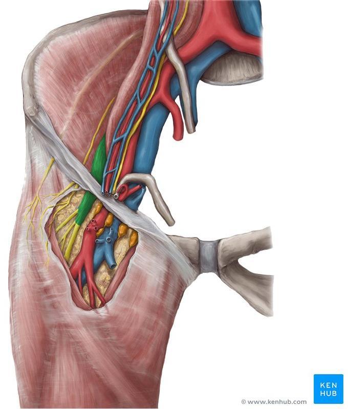 Psoas Femoral nerve Is the largest branch of the lumbar plexus (L2, 3, and 4).