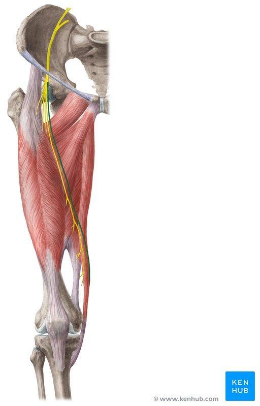 Femoral nerve (Intermediate and medial cutaneous nerves of thigh) Femoral nerve Saphenous nerve THE