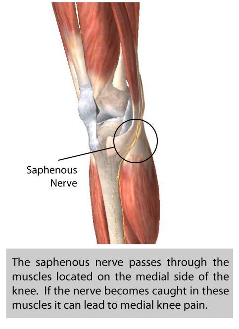 Saphenous nerve The saphenous nerve accompanies the femoral artery