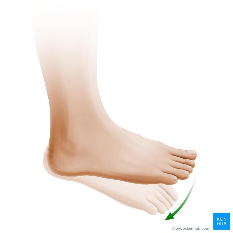 Plantarflexion of foot