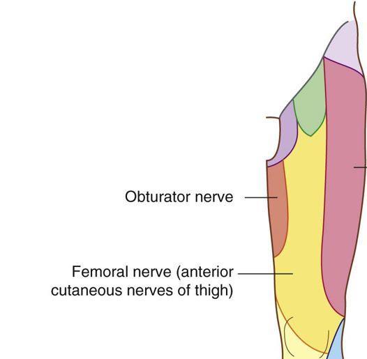 Obturator nerve L2 L3 Arises from the lumbar plexus (L2, 3, and 4) anterior divisions Emerges on the medial border of the psoas muscle Enters the thigh by passing through the obturator canal It