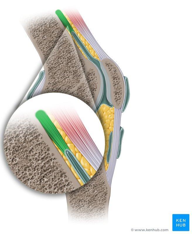 Articularis Genu Origin: Anterior surface of distal part of the shaft of the femur