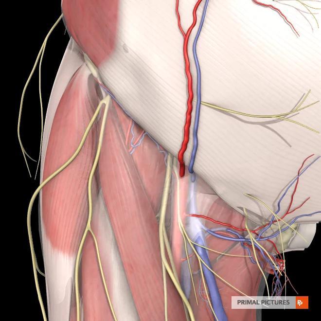 Superficial fascia of the thigh Contents: 1- Cutaneous nerves 2-