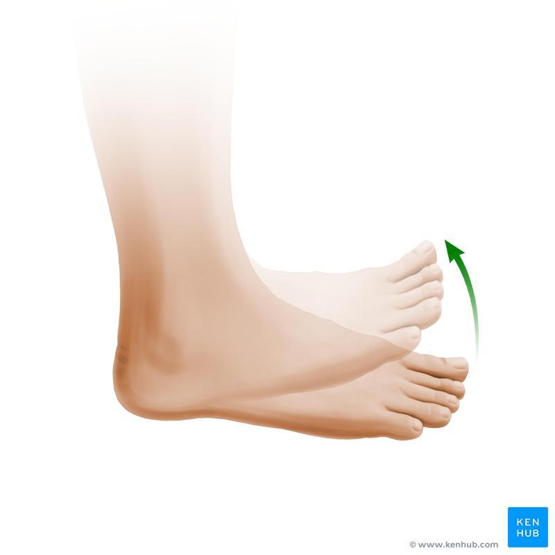 Dorsiflexion of foot The