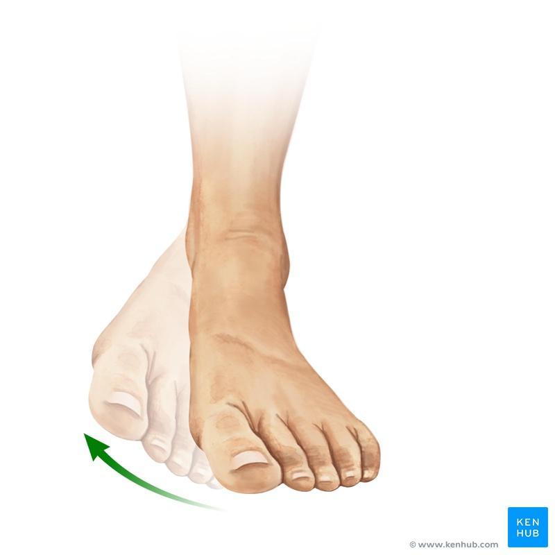Inversion of foot The movement of the sole towards the