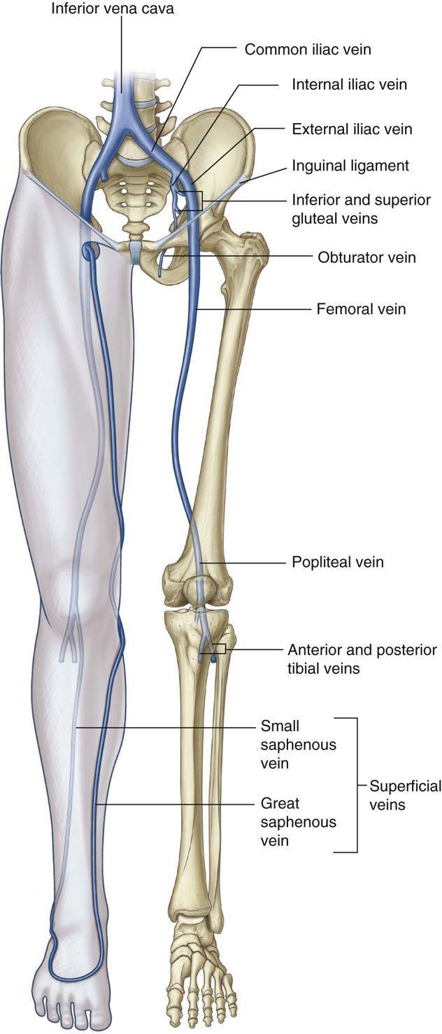 Superficial veins of lower limb Large veins embedded in the subcutaneous (superficial) fascia are: Great (long) saphenous vein Drains the medial end of the dorsal venous arch.