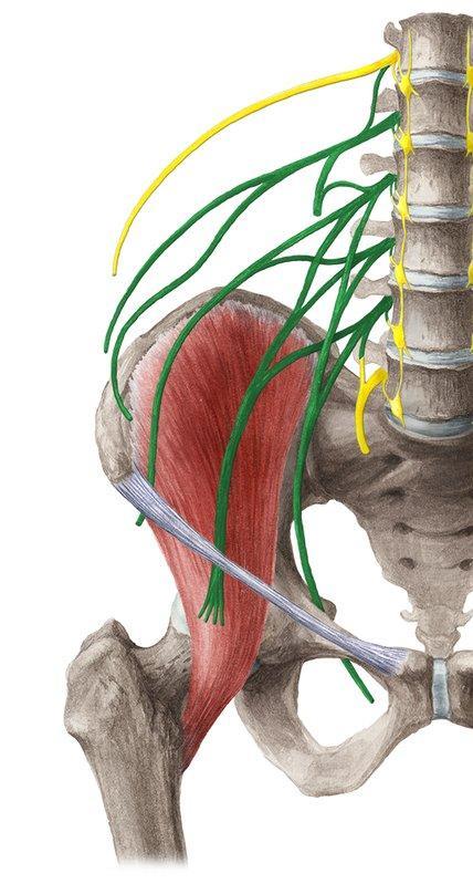 Ilio-hypogastric nerve Ilio-inguinal nerve Lateral cutaneous nerve of the thigh Femoral nerve Obturator nerve L1 L2 L3 Lumbo-sacral trunk What is the key to memorize the lumbar plexus?