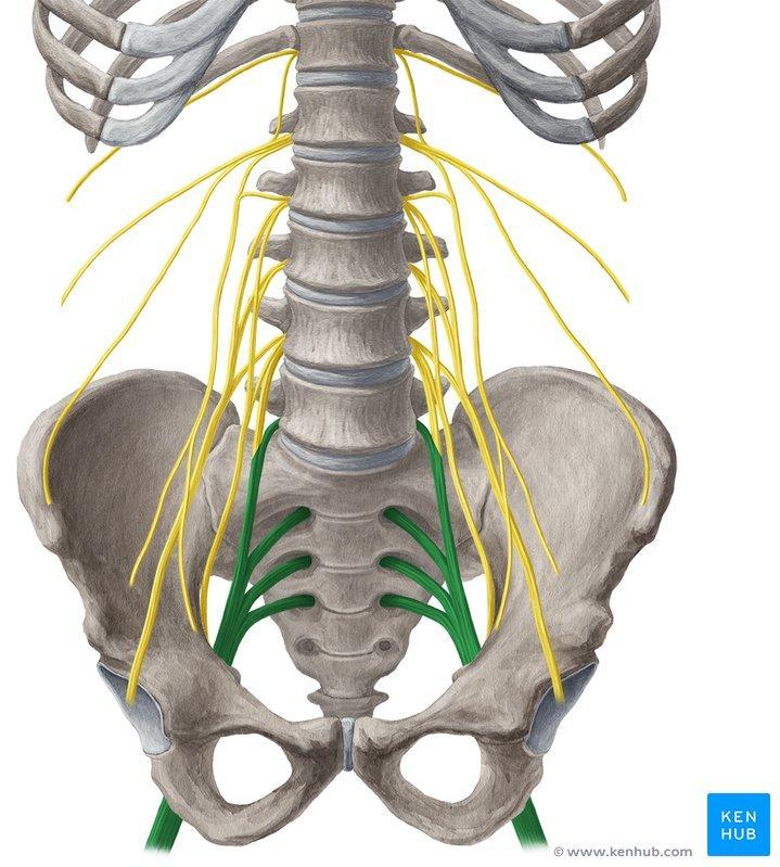 The Sacral plexus L1 -S4 L2 L3 S1 S2 Located on the posterior wall of pelvis on the anterior surface of piriformis muscle Formed by the lumbosacral trunk and