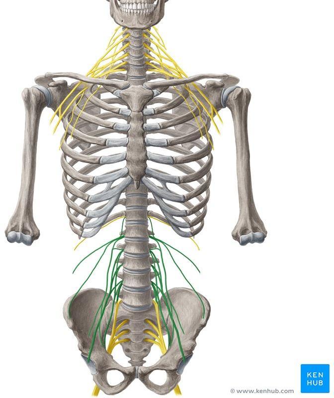 Nerves of the lower limb The lumbar plexus L1- Is formed by the ventral rami of the upper