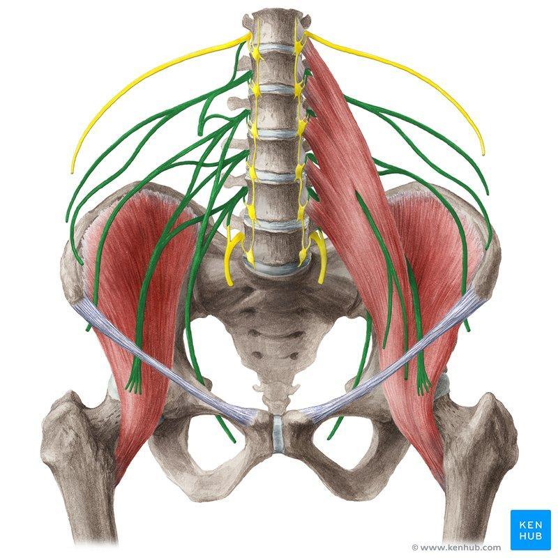 Ilio-hypogastric nerve Ilio-inguinal nerve Lateral cutaneous nerve