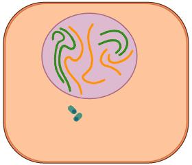 Interphase: Resting Prophase: Chromosomes visible, spindle forms as centrioles move Metaphase: Chromosomes line
