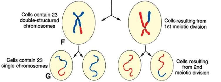 Meiosis II runs into 4 stages: