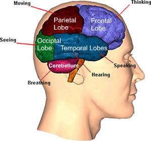 Alcohol affects the brain Why does alcohol change our ability to think clearly: Your
