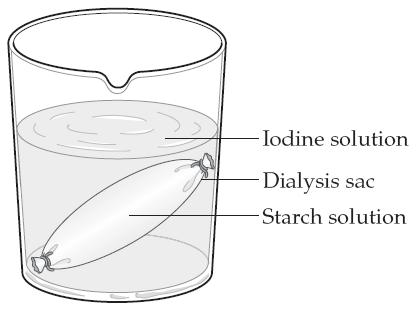 10. Starch turns blue black in the presence of iodine solution. A selectively permeable dialysis sac containing a starch solution is placed into a beaker of iodine solution.