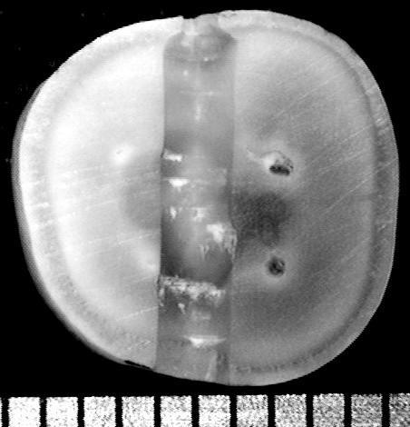 (a) transverse cross-section at the scan line along the center of a drilled hole; Magnified view of the whole cross section (white arrow is the scanning line and white dotted lines show the depths