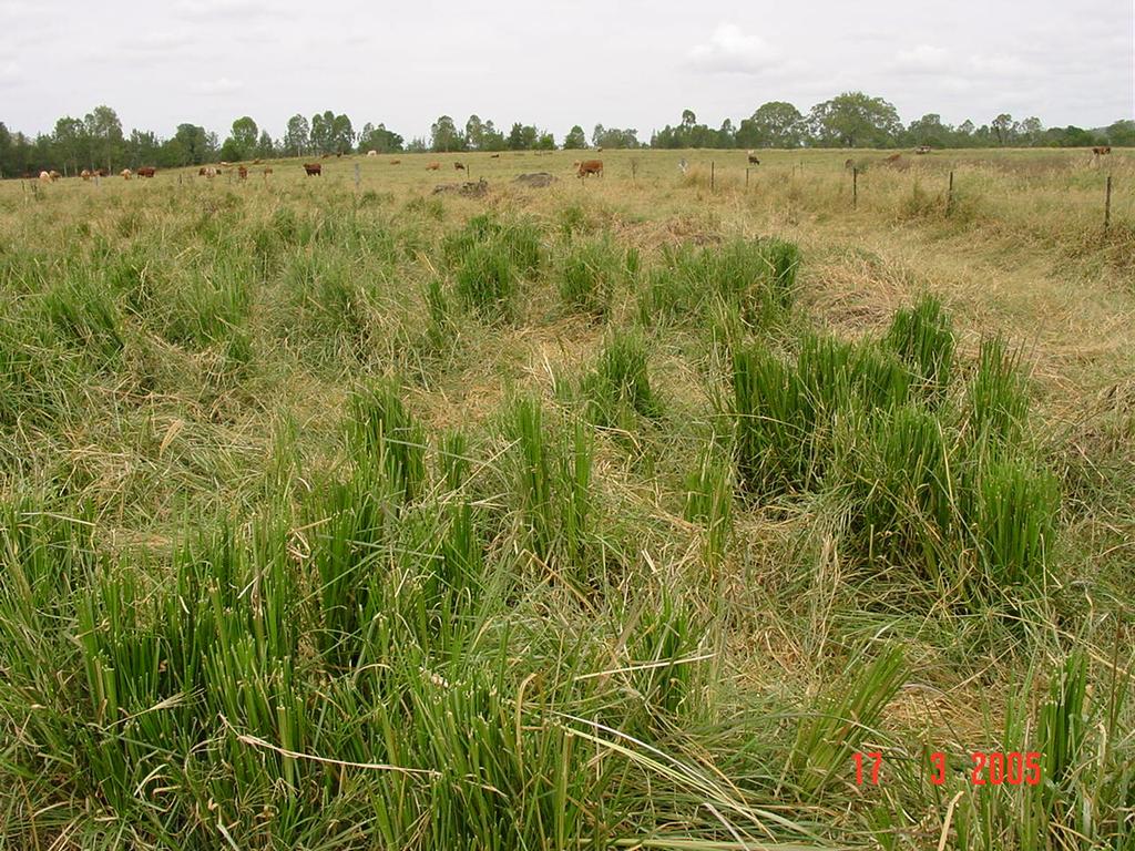 Producing fodder for livestock from