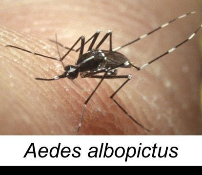 albopictus Also transmit dengue and chikungunya viruses Lay eggs in domestic