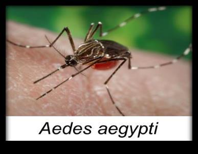 Zika Virus- The Basics 2 Arthropod-borne virus (arbovirus) Single stranded RNA Virus of the