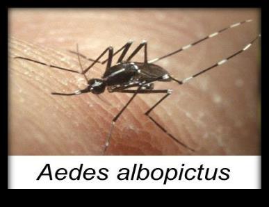 viruses Primarily transmitted by the Aedes species mosquitoes Aedes aegypti (Yellow fever