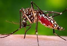 Zika Virus (Zika) Single stranded RNA virus Genus flavivirus, family