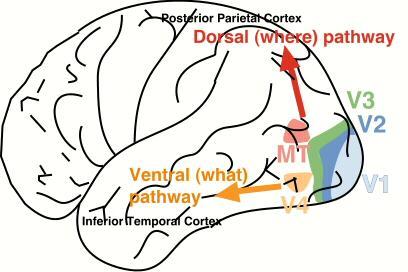 Choi JY Where (dorsal) system: project to PO association cortex Analyzing
