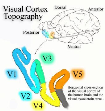 contraction - rotations) Craniotopic (navigation & motion of objects) Spatial