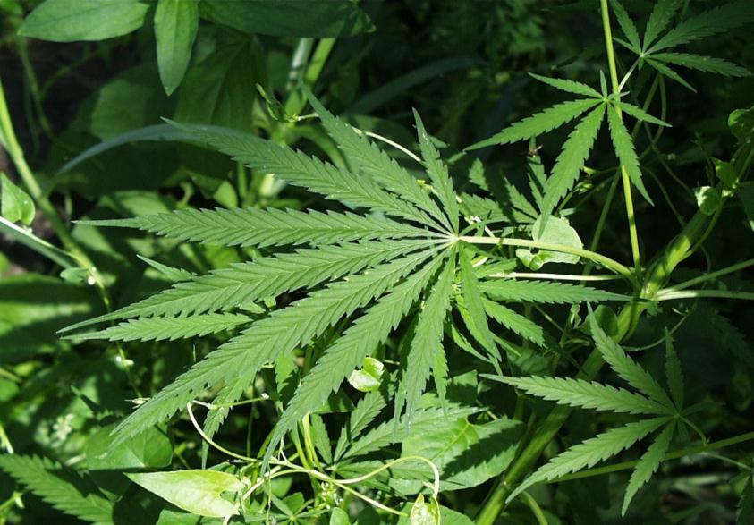 MARIJUANA Marijuana is commonly called pot or weed