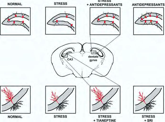 Dranovsky and Hen, 2006: Stress in mice > fewer cells and