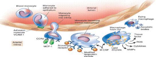 cancer & inflammatory diseases.