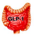 Gut Glucose (mmol/l) 8 6 4 2 8 6 4 2 GLP- lowers blood glucose in patients with type 2 diabetes 22: 2: 6: : 4: Time Source: Rachman et al.