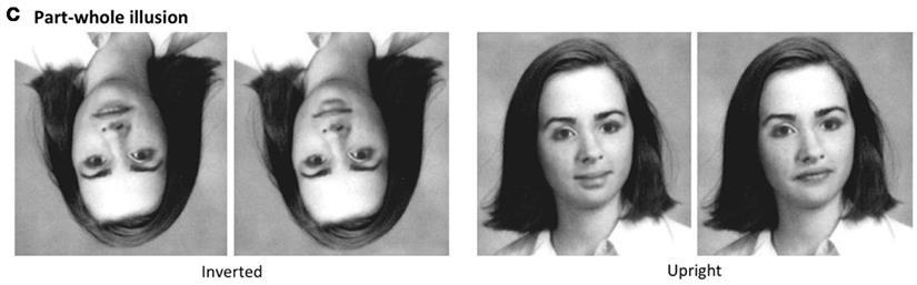 Holistic representation of faces