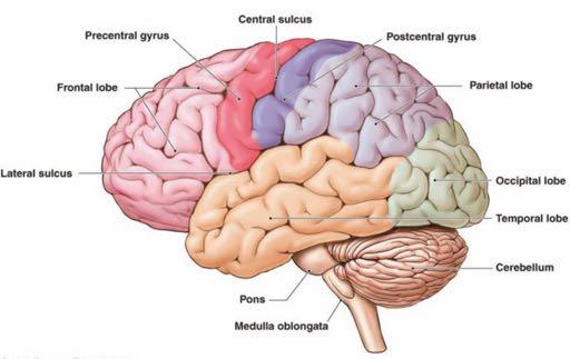 The Human Brain cerebral hemispheres: two most important divisions of the brain, separated by the longitudinal fissure corpus callosum: a large bundle of axons that constitutes the major connection