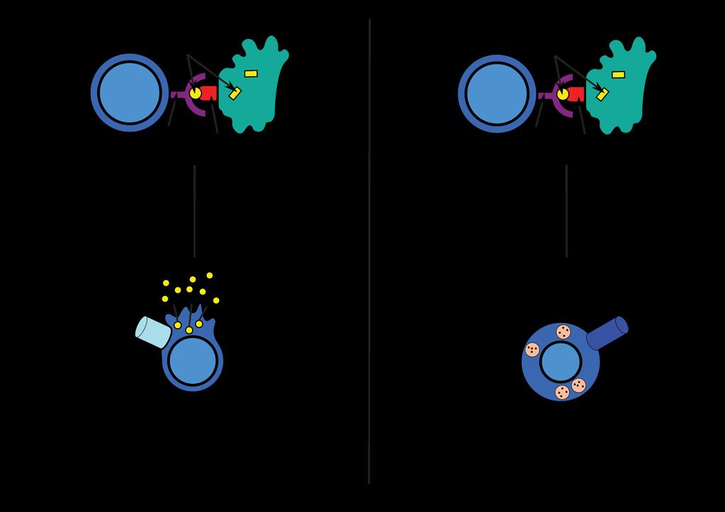 9b (b) Helper Antigen presentation stimulates s to become either "cytotoxic" CD8+ s or "helper" CD4+ s.