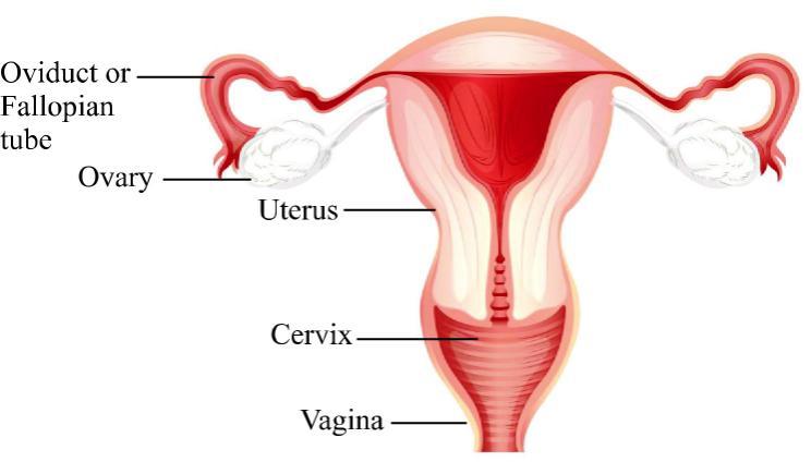 Female Reproductive System (a) Ovary : A pair of ovary is located in both sides of abdomen. Female germ cells i.e., eggs are produced here.