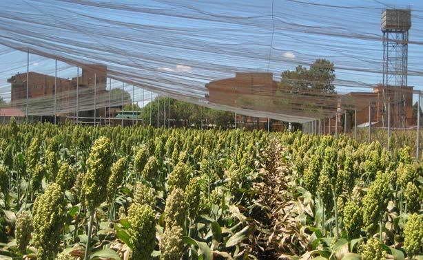 Summary The 50 sorghum lines/varieties differed substantially in terms of both grain physical and chemical quality characteristics and potential bioethanol production performance Time of planting had