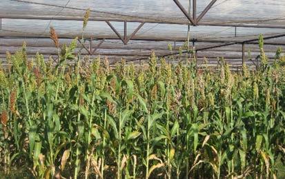 Cont d In ethanol production the increase of the tannin content had a strong negative effect on the process efficiency In order to develop sorghum