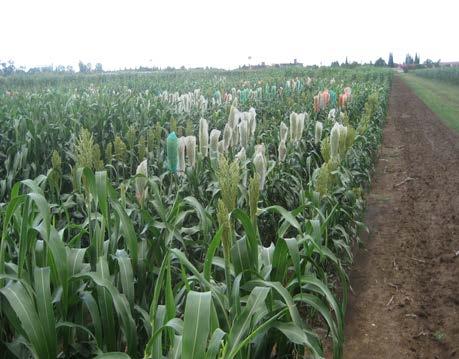 Objectives To quantify the agronomic and grain yield potential of sorghum germplasm To evaluate and