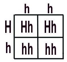 Let H = allele for HD the dominant allele h = normal allele the recessive allele Cross between an affected person and an unaffected person: P Hh x hh affected normal F 1 Punnet square: 1:1 ratio