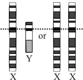 CONCEPT: SEX-LINKED GENES Humans have two chromosomes, X and Y The Y chromosome has certain characteristics - The Y chromosome contains only a few dozen genes - SRY gene determines maleness - It is