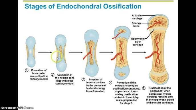 Remember: bone formation occurs by osteoblasts then remodelling occurs by osteoclasts Long bone structure: Its composed of two epiphyses at proximal and distal
