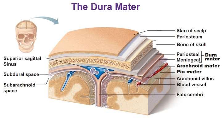 The Meninges: The brain in the skull is surrounded by three protective membranes, or meninges: the dura mater, the arachnoid mater, and the pia mater.