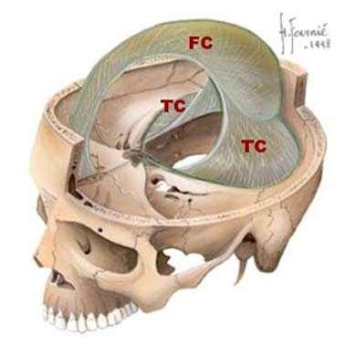 In certain areas the arachnoid herniates through little holes in the dura mater into the venous sinuses.