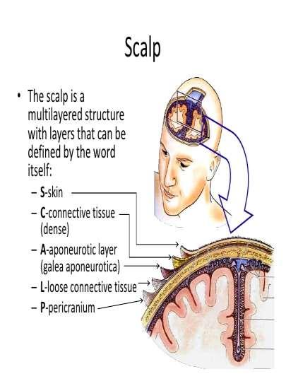The scalp The scalp extends from the supraorbital margins anteriorly to the nuchal lines at the back of the skull and down to the temporal lines at the sides.