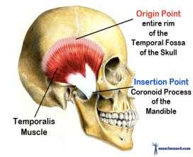 temporal fascia). Temporalis This muscle (one of the muscles of mastication) arises from the entire rim of the fossa and from the deep surface of the temporalis fascia.