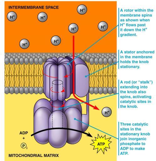 Electrons drop in free energy as they pass down the electron transport chain. Oxygen is final electron acceptor which also picks up 2H + to form water.