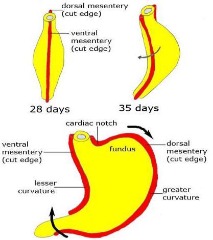 Stomach: The embryologic development of the stomach differs from the esophagus.